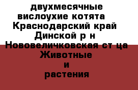 двухмесячные вислоухие котята  - Краснодарский край, Динской р-н, Нововеличковская ст-ца Животные и растения » Кошки   